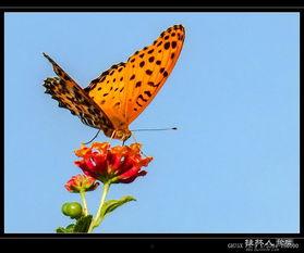 蝴蝶国产精品,国产精品，绽放东方之美